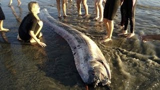 Los secretos de la quotserpiente marinaquot gigante BBC MUNDO [upl. by Naej]