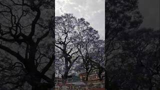 The Rainbow Trees of Nepal l Nepal shorts nepal totocompany [upl. by Laflam]