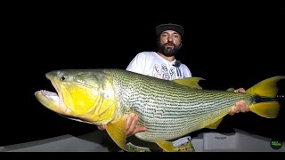 DORADO GIGANTE Pescaría na Argentina Pousadas Puerto Paraíso Corrientes PESCA URBANA [upl. by Jarlen]