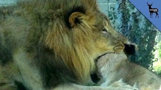 Lion Kills Lioness In Front Of Dallas Zoo Visitors [upl. by Thom20]