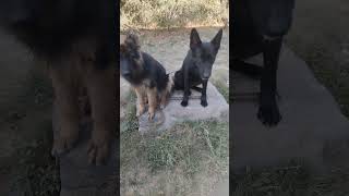 We love wellbred german shepherds ❤️ gsdlover germanshepherd gsd puppy [upl. by Rooney56]