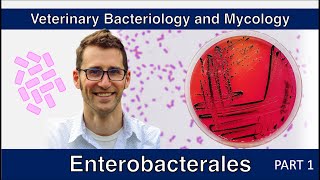 Enterobacterales  nonE coli Part 1  Veterinary Bacteriology and Mycology [upl. by Aushoj]