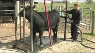 Fitting and Showing Angus Cattle Part 1 [upl. by Downes920]