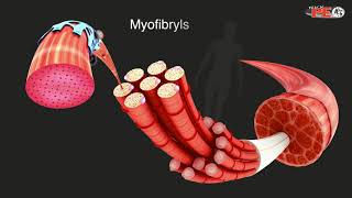 Structure of Skeletal Muscle Explained in simple terms [upl. by Brittany]