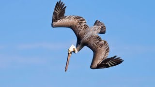 PELICANS DIVE BOMBING FOR FISH [upl. by Lustig]