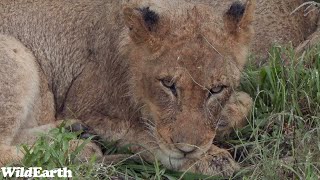 WildEarth  Sunrise Safari  15 November 2023 [upl. by Haslam]