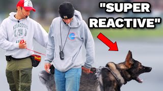 Dog trainer tried to take his German Shepherd away [upl. by Yelnek]