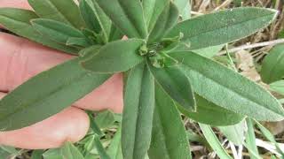 Species of plants Lithospermum arvense the field gromwell corn gromwell [upl. by Aneert715]