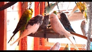 2 Hours of Budgies In Their Aviary  Singing and Playing  Play For Your Budgie  Budgie Sounds [upl. by Aical]