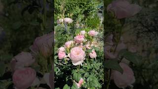 장미정원엔 분홍장미가 최고ㅣ예쁜장미ㅣ분홍장미ㅣ셉터드 아일ㅣDavid Austin Rose [upl. by Anne-Corinne663]