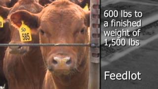 Agriculture Minnesota Livestock Farmers Beef Production [upl. by Pembroke]