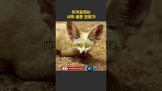 사막의 생존 전문가 귀요미 페넥여우 fennecfox 여우 동물 [upl. by Thomsen]