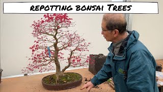 Repotting Bonsai Trees [upl. by Rednijar]