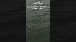 やっと初物！自分の鮭釣りシーズンがやっと始まった😅釣り アキアジ 鮭釣り 鮭勝 [upl. by Shaw914]