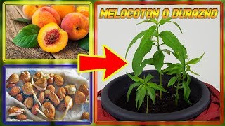 ⭕ Como Germinar Semillas de DURAZNO  GERMINAR MELOCOTON   Cultivo Paso a Paso [upl. by Orlan585]