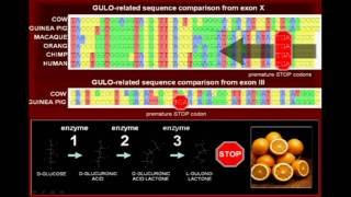 Vitamin C And Common Ancestry [upl. by Oramug]