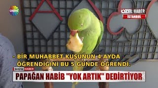 Papağan Habib quotYok artıkquot dedirtiyor [upl. by Nivad]