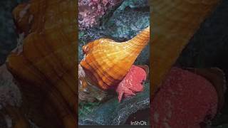 SNAIL SEA SNAIL  JARA KABHI MERI NAZAR SE KHUD KO DEK HE [upl. by Nya]