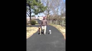 Dog Aggression Training With Behavior Adjustment Training and Constructional Aggression Treatment [upl. by Roye]