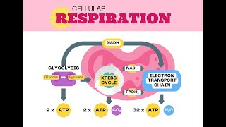 Aerobic vs anaerobic respiration [upl. by Omero]