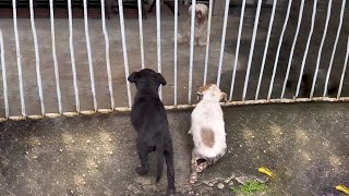 Two Soaked Puppies Kneel by The Door Pleading for Open Hoping to Be Warm Like the Friend Inside [upl. by Giovanna]