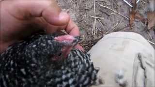 How to tell a Barred Rock from a Dominicker [upl. by Ylhsa]