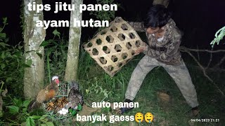 Tips jItu PANEN AYAM HUTAN DI Malam hari POIN BANYAK GAESS 😀😋😋 [upl. by Barthold666]