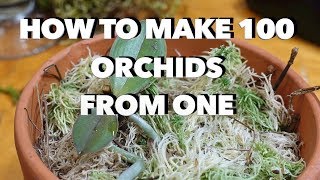 How to Make 100 Orchids From One Without Keiki Paste [upl. by Eitsyrc]