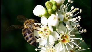 A focus on Portuguese Laurel  All you need to know about Prunus lusitanica hedging [upl. by Lesig]