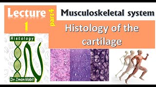 1dHistology of Cartilage part 4Musculoskeletal system [upl. by Happ]