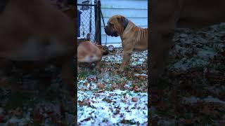 Boerboel Dog Breeding Boerboels shorts dogmating [upl. by Aiek]