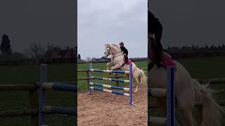 compilation of Ivy amp Ace enjoy horse equestrian horselover showjumping horseriding popular [upl. by Affra135]