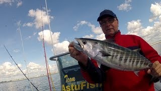 La pêche sportive de la bonite en Bretagne AstuFish [upl. by Hceicjow981]