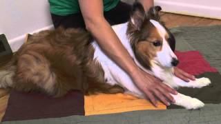 Dog with arthritis massage technique [upl. by Neerroc]