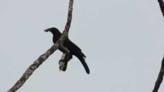 Crested Oropendola  Psarocolius decumanus  Giant cowbird parasitismo [upl. by Odrarebe]