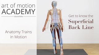 Get to Know the Superficial Back Line  Anatomy Trains in Motion [upl. by Lohman]