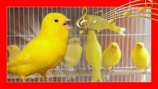 ✅ CANARIO CANTANDO  CANTE DE CANARIOS  Canario amarillo cantando [upl. by Edison300]