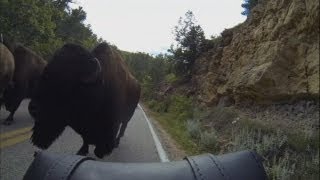 Buffalo stampede Stampede leaves bikers in Illinois terrified [upl. by Diena]