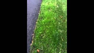 Landscaping tip  Awesome way to prevent washout or erosion [upl. by Airelav]