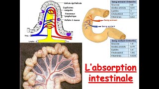 Absorption intestinale [upl. by Steep]