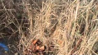 Finding harvest mouse nests [upl. by Frazier]