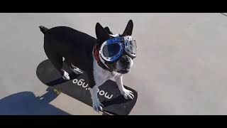 Talented Dog Shows Off His Skateboarding Skills  1519496 [upl. by Selassie]