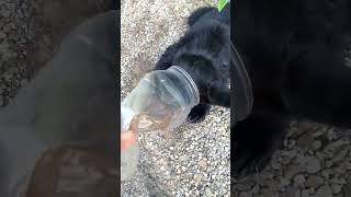 Saved a young bear from a plastic container [upl. by Barcroft]