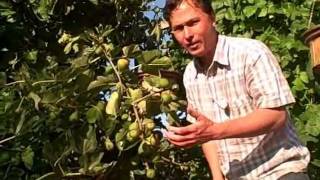 How to get your Figs on your Fig Tree to Ripen Faster [upl. by Richma968]