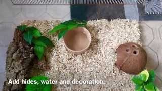 HOW TO SETUP A CORN SNAKE FAUNARIUM [upl. by Irotal]