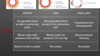 AS level G1 Arteries veins capillaries Ms Cooper [upl. by Beret]