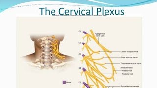 cervical plexus anatomy mnemonicstricks [upl. by Laure]