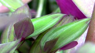 The beautiful Tradescantia zebrina a Spiderwort  also known as Wandering Jew or Inch Plant [upl. by Morganne]