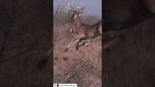 MISSING DEER SEASON slicktrick l bucks [upl. by Adis]