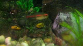 5 PIRANHA MIXED WITH 40 TETRA FISH AMAZING [upl. by Nalat]